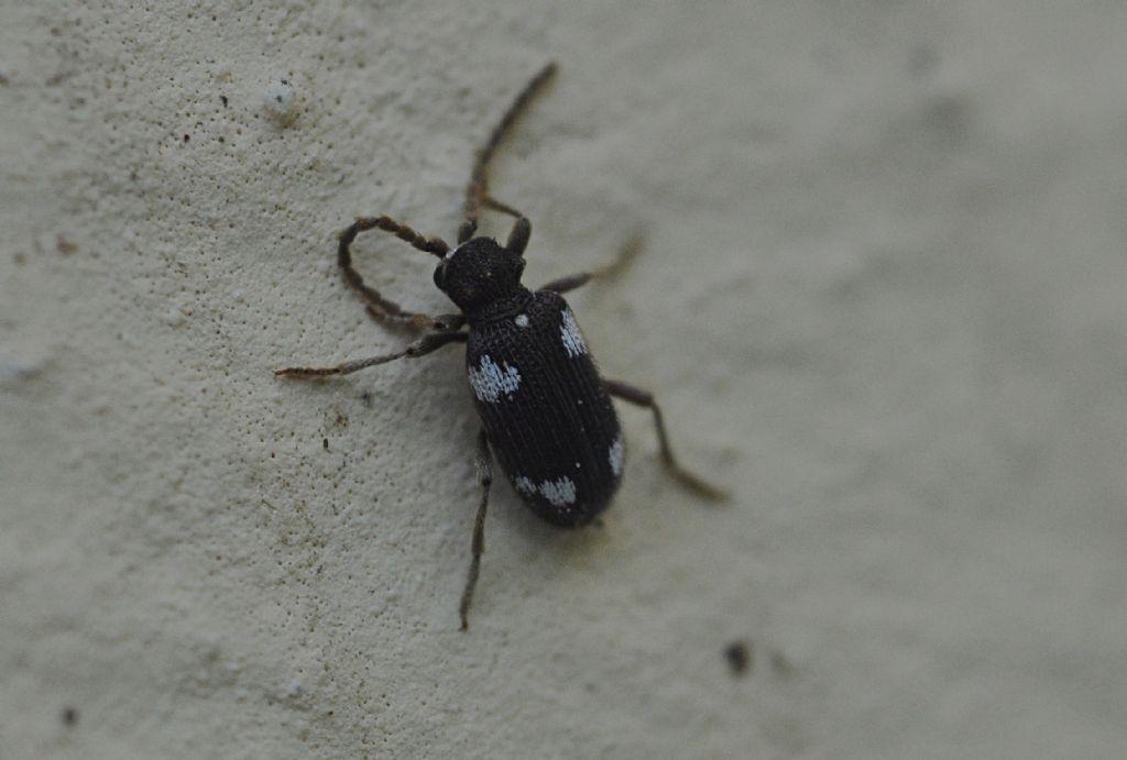Anobiidae Ptininae:  Ptinus sexpunctatus